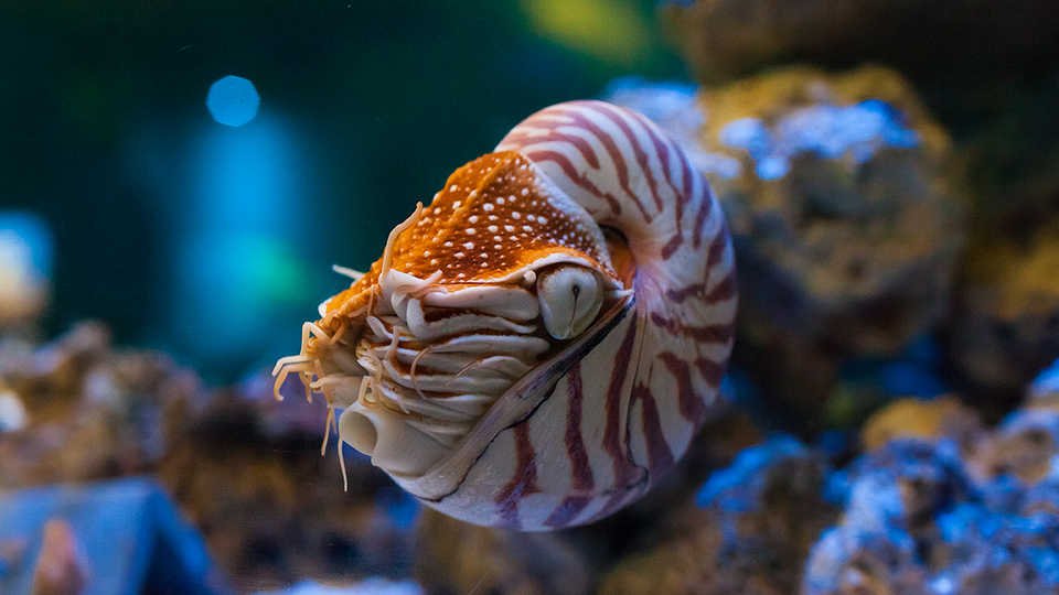 Chambered nautiluses