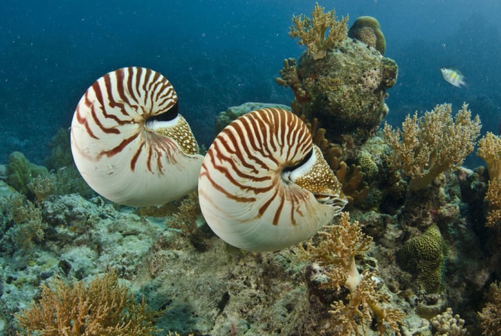 Chambered nautiluses