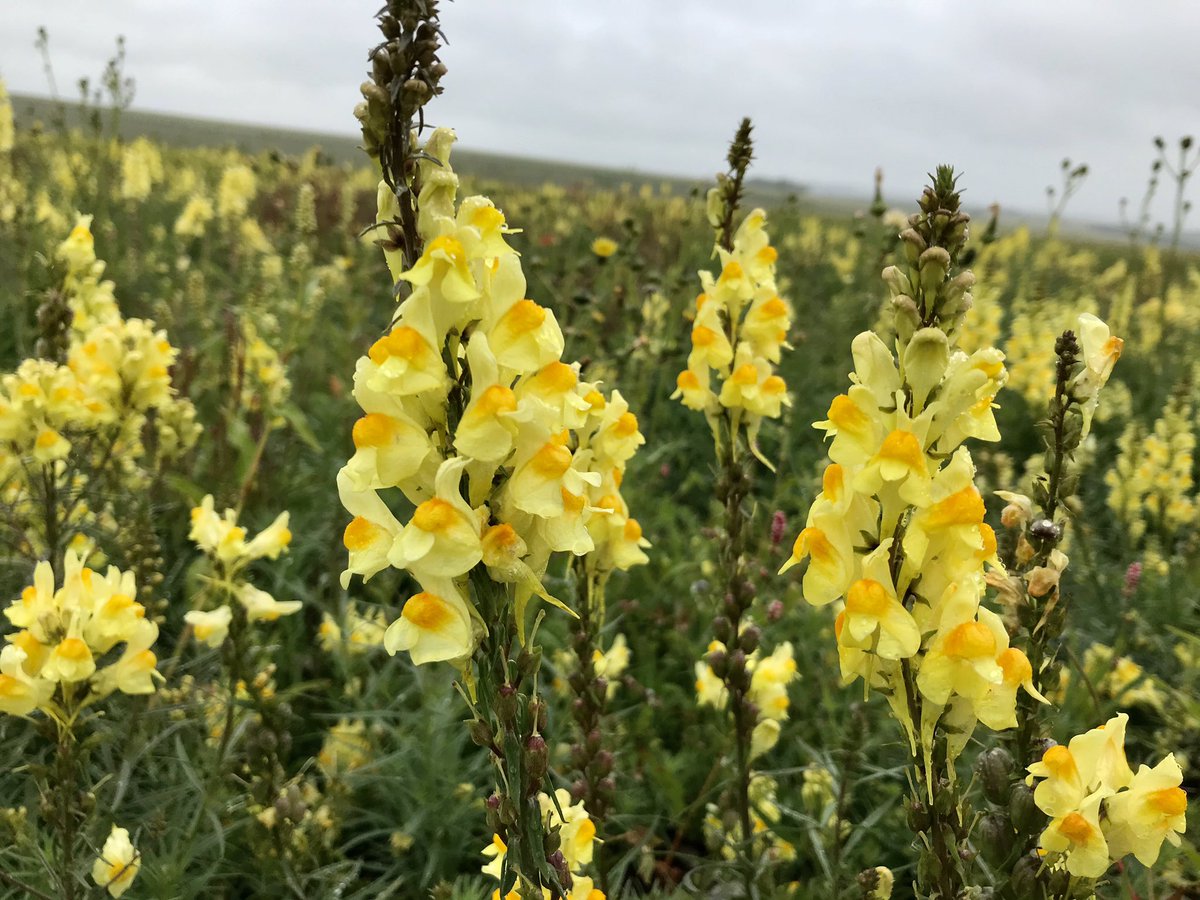 Toadflax