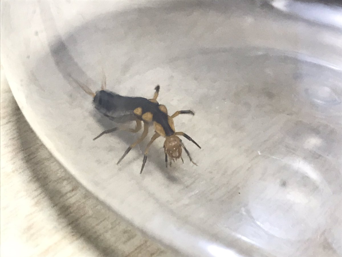 海月 クビボソゴミムシかそれに近い種の幼虫だと思います 海月 クビボソゴミムシかそれに近い種の幼虫だと思います