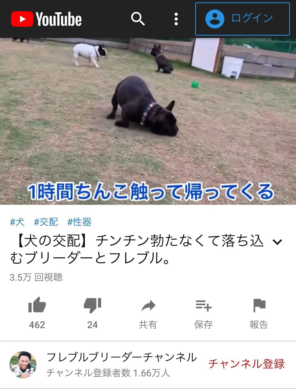 リブ ステーキ オイシイーネ ブリーダー フレンチブルドッグ 交配 ブリーダーさんの心の叫びが リアル過ぎる リブ ステーキ オイシイーネ ブリーダー フレンチブルドッグ 交配 ブリーダーさんの心の叫びが リアル過ぎる