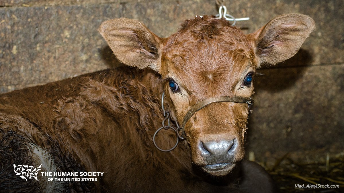 HEARTBREAKING: Within moments after birth, a calf will be taken from their mother and never see her again. Farm animals need your help. It's up to YOU to create a future without cruel factory farms. Join our fight to stop the suffering of ALL animals: hsus.link/1prb8b