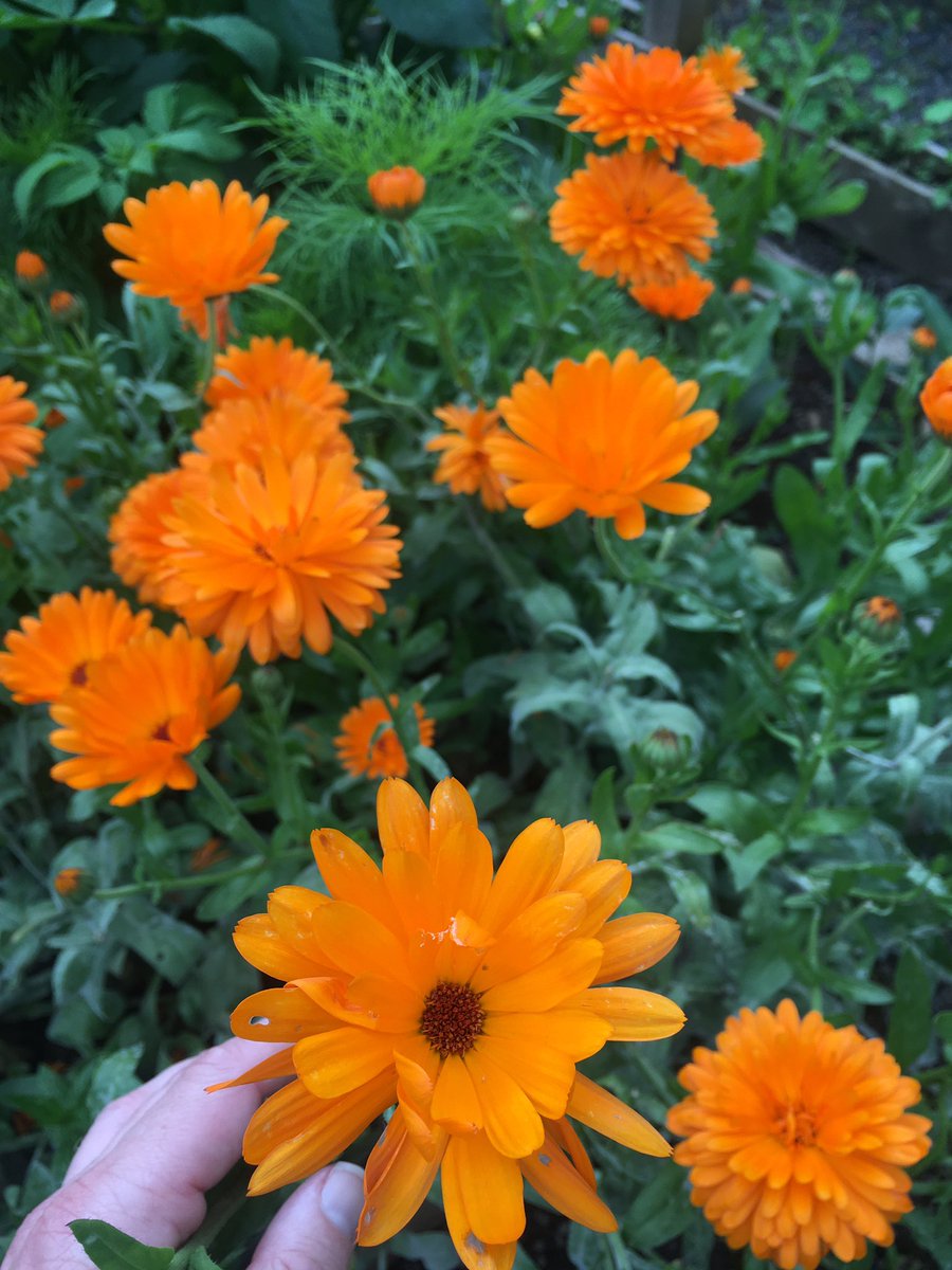 MAC02890's tweet photo. Usual afterwork @MusgravePark walk found out they have a community garden run by an old friend I havnt seen in years, came home with a bag of fresh veg, going to meet the 20 volunteers on sat! @isupportlhlh @belfastcc #smallworld #StayConnected https://t.co/1oQXCEdP1e