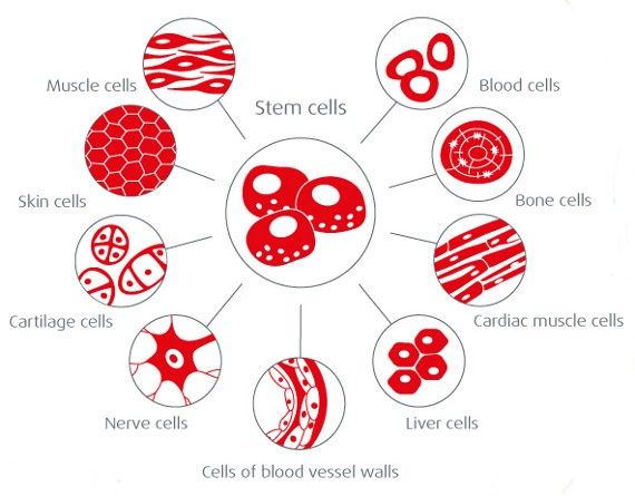 StemCellAmerica's tweet photo. When compared to the #stemcells used by us, all other types today have limited therapeutic outcomes. Ours have the property of #immuneprivilege. This means that you can give the cells to any #patient without #matching, #immunosuppressive drugs, or #rejection. #StemCellOfAmerica https://t.co/cpQc8s7KjX