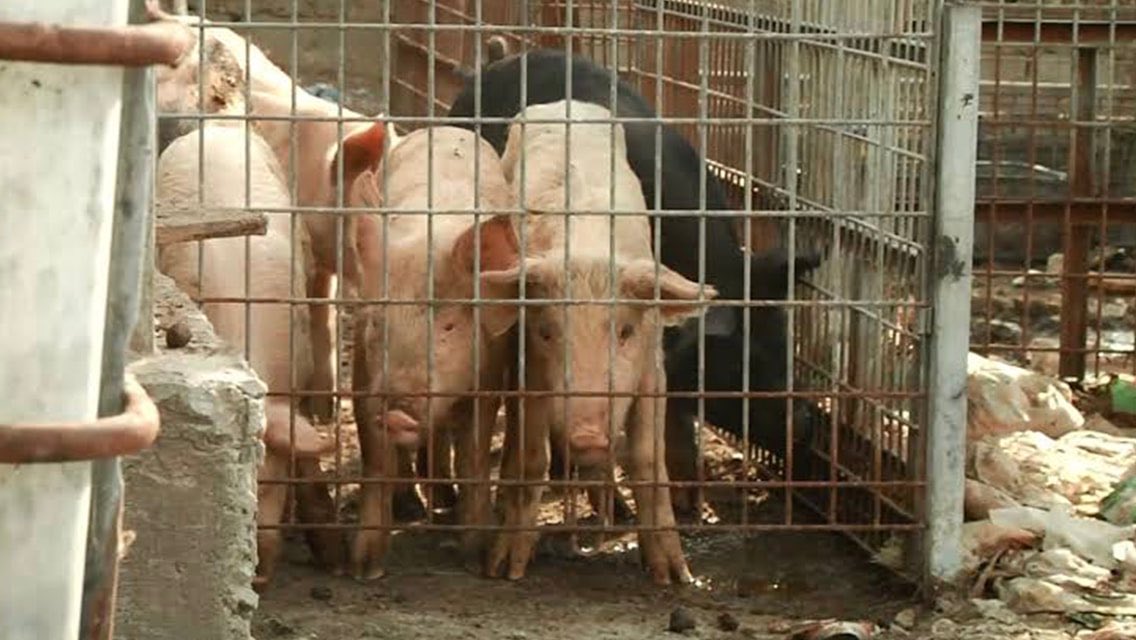 Un nuevo virus porcino está en la mira de científicos chinos.
De no ser controlado, podría ser el responsable de una nueva pandemia global.

aciya.weebly.com/principal/advi…