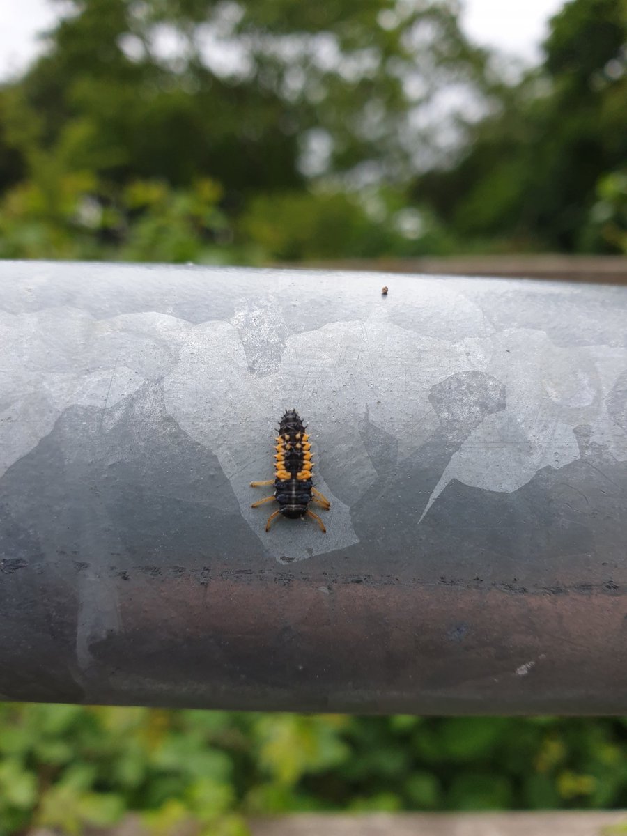 rmiddleton97's tweet photo. This spiky looking creature is a Ladybird larvae. They look so different from their adult forms. Think this one is a Harlequin ladybird #ladybird #larvea #insects https://t.co/KebQ4RWqXy
