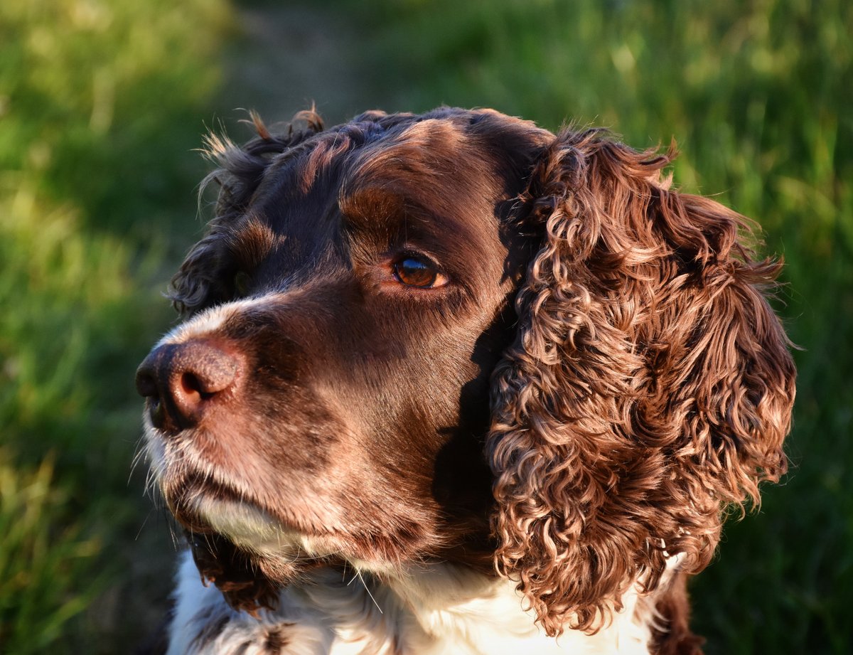 Foxes Afloat tweet media