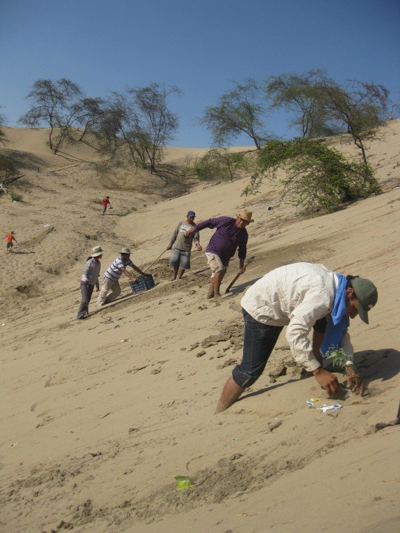 De los archivos de la revista LEISA recordamos uno de los proyectos pasados de A Rocha Perú, el Proyecto Huarango (2009-2013) el huarango y su frágil ecosistema
   lnkd.in/dwzqYb8