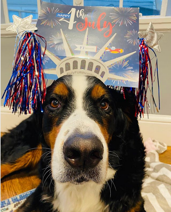 NationwidePet's tweet photo. Here’s another #JulyFURthContest winner! There’s only a few days left before we close the contest. Don’t forget to enter. https://t.co/dKILfPzvp1