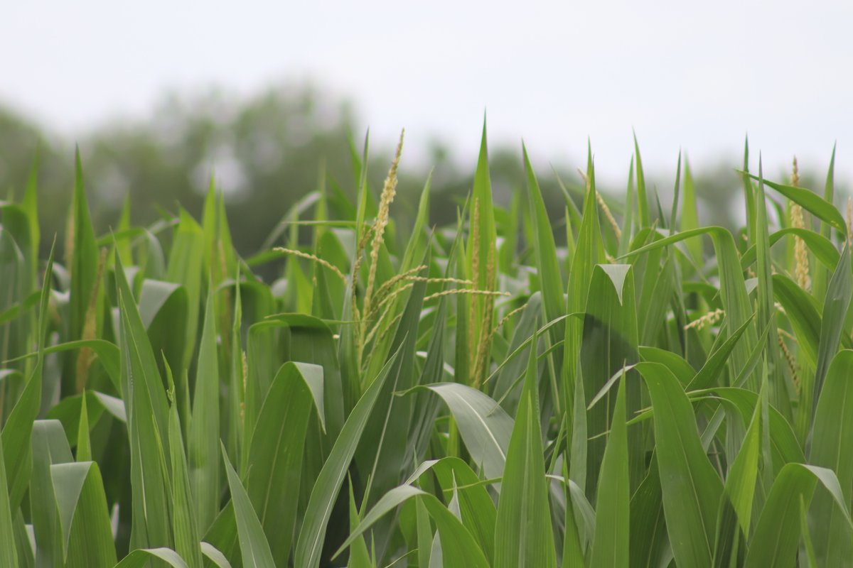 Prairieland FS, Inc. tweet media