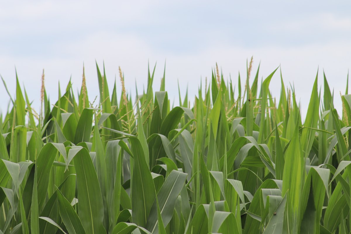 Prairieland FS, Inc. tweet media