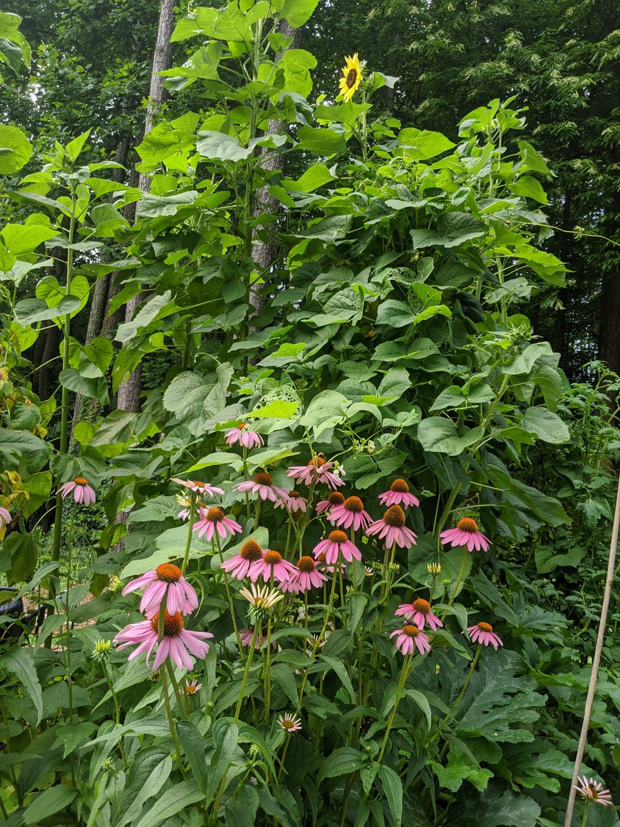 Another colorful day in the garden <a href="/MaristSchool/">Marist School</a> #summer #organicgardening #schoolgarden #colors