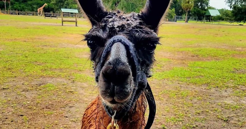 GiraffeRanchFL's tweet photo. Happy #SocialMediaDay! Share your best #animalselfies with us for a chance to be featured on our social channels. 
📸: @rvthereyettv https://t.co/THA4uT5tg5