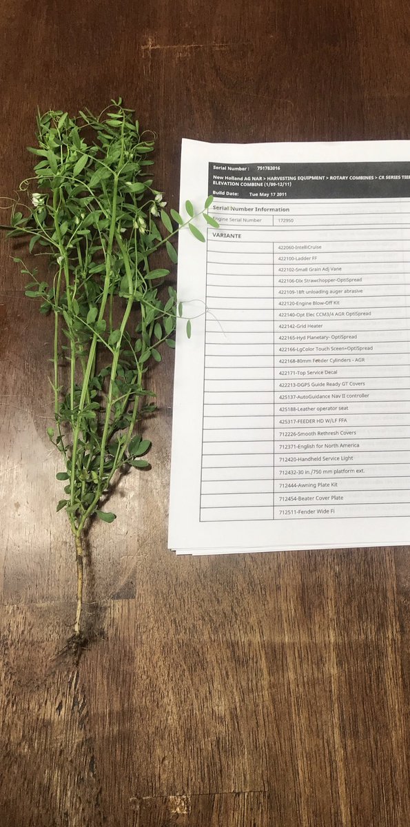 douggomex's tweet photo. Lentils powered by #Omex picture thanks to #PDHG Farms. Nice stand just starting to flower https://t.co/yiFcew0Fok