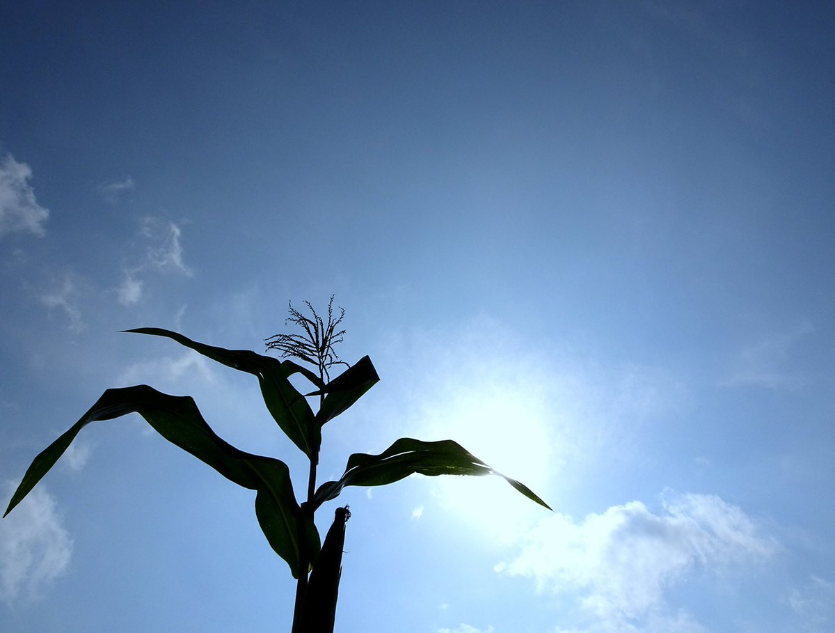 bramaccimmyt's tweet photo. Gracias a la #AlianzaSustentable entre @Agricultura_mex y @CIMMYT, productores de temporal, en estados como Qro. e Hgo., encaran la sequía y la desertificación, cultivando agricultura sustentable que protege agua, suelo y el bolsillo de los agricultores. https://t.co/Jv7BSwFINd https://t.co/wSpjzGX2e8