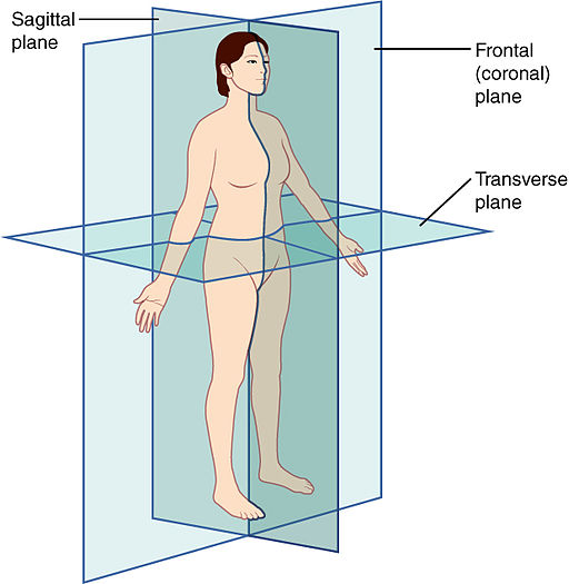 (10) Understand the imaging planes: Sagittal, Transverse, Coronal, and Oblique.  https://pocus101.com/knobology 