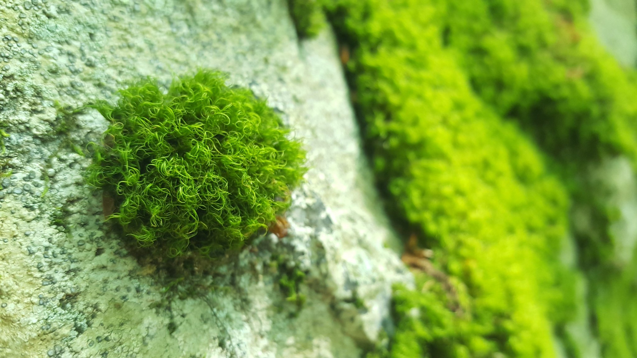 NYC Parks on Twitter "How does moss grow on trees, rocks, and walls