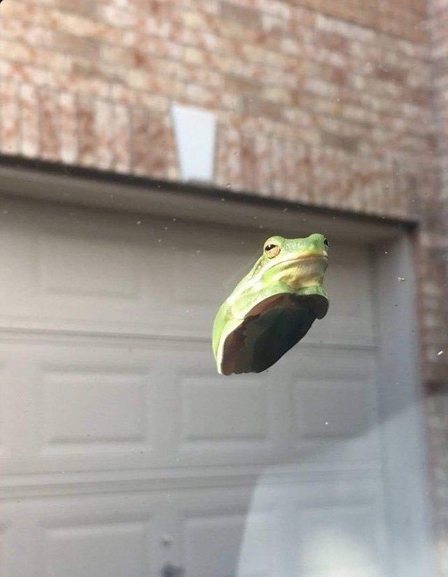 FBraincell's tweet image. Hey. Take a deep breath. It’s all okay. Here’s a cute frog picture.