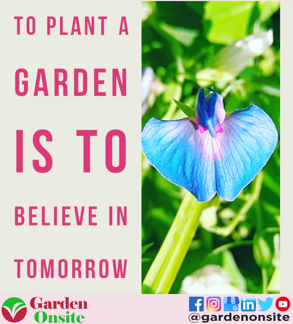 gardenonsite's tweet photo. You know it's true if you've had a garden! 🥰

In Photo: Sweet Pea Flower

#flowers #plants #plantsmakepeoplehappy #plantnursery #gardenCenter #gurugram #gurgaon #gardenonsite https://t.co/jS9KBrOnhL