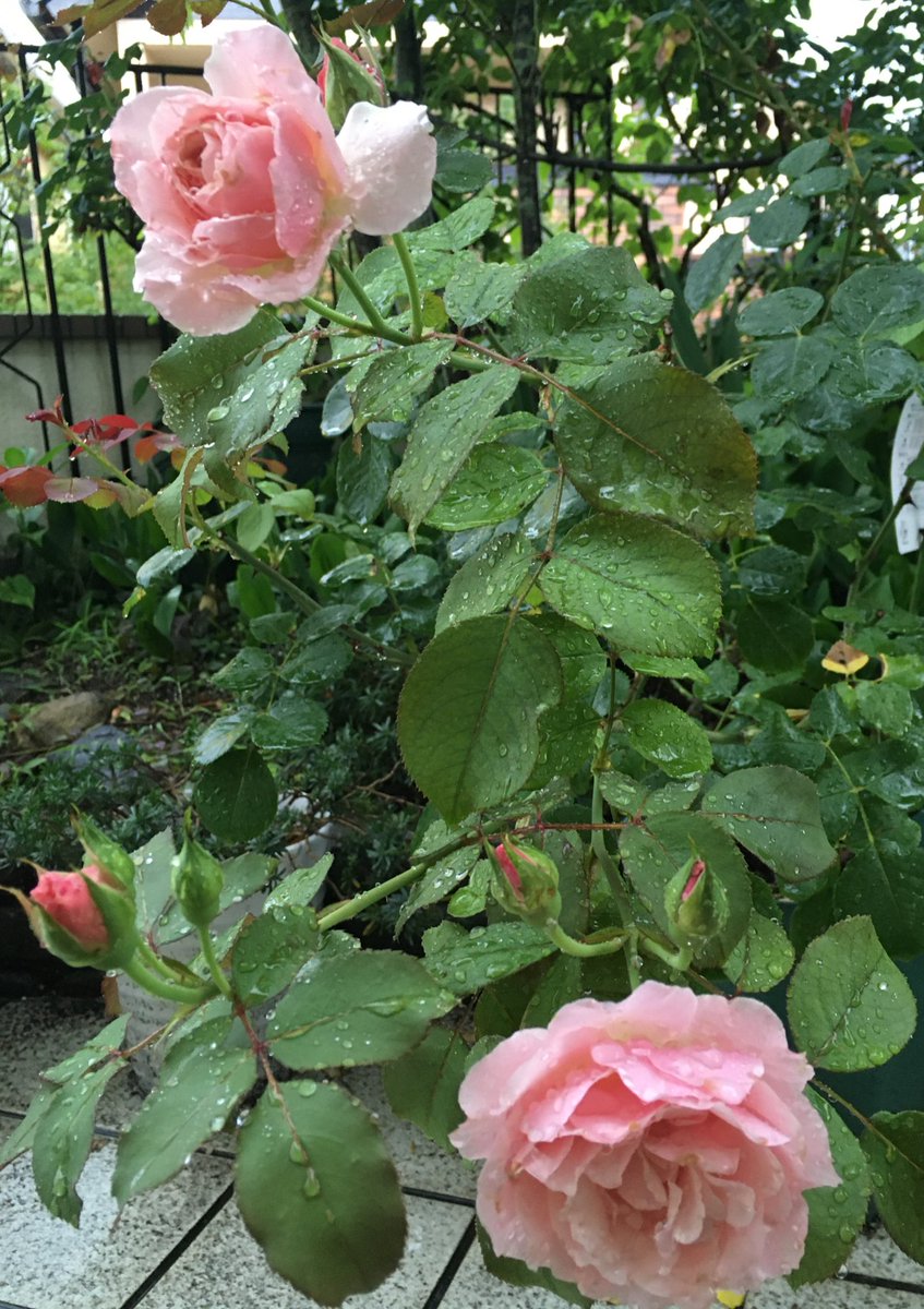 Toritohana ムクゲが咲いた 夏らしい バラのダフネも二番花が咲き始めた 雨風強くて可哀想だな バラ ダフネ ムクゲ