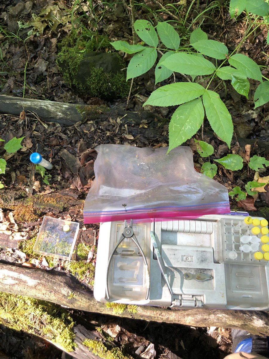 gsabrinus's tweet photo. The view from my office. #fieldwork #Peromyscus #micematter #popeco #markrecapture #smammals @NDFieldEcology https://t.co/4lSudAHVp6