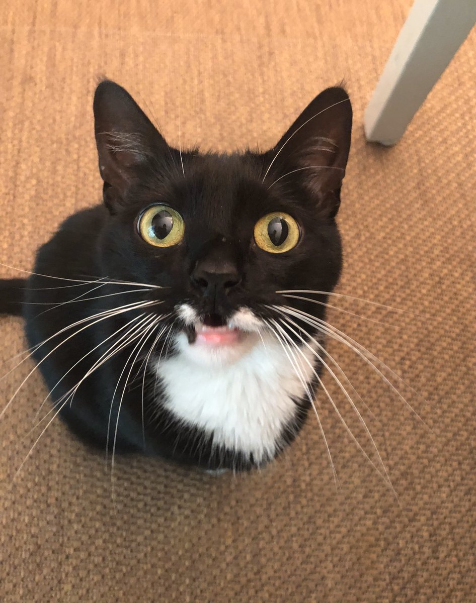 If newborns can recognize the sound of their parents’ voices after listening in utero, pretty sure our kid is going to be verrrry familiar with the cacophony of our exceptionally vocal cats.