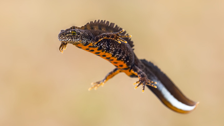 Hands off our newts <a href="/BorisJohnson/">Boris Johnson</a>!

Amphibians are a vital part of the wetland ecosystem, eating pests and providing a food source for other animals. Yet widespread loss of wetlands have caused them to decline by 40%. 

We need our amphibians!✊🐸👇
wwt.org.uk/discover-wetla…