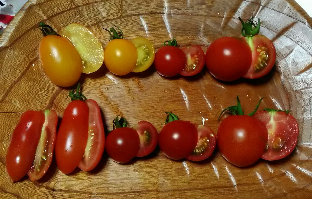 たべまい トマト食べ比べ ミニトマト イエローアイコ 皮は硬い中は柔らか甘み有 イエローミミ 食感はイエローアイコ似 味が濃い ミニトマト赤 皮硬め アイコ 全体的に硬め甘味無 チビッコトマト 酸味有 千果 イエローミミ似 中玉トマト レッド