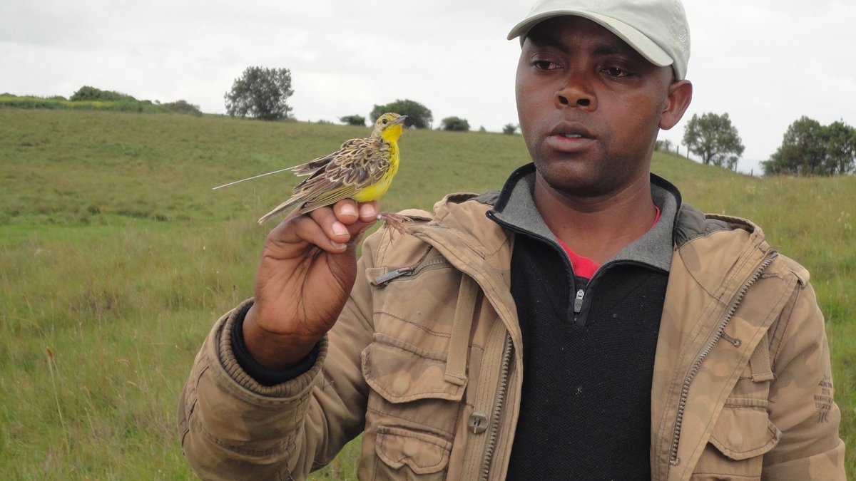 africanazarene's tweet photo. Alumnus Dominic Kimani (BSc ’13) is a naturalist at heart &amp; a wildlife scientist. He wants everyone armed to play their part to protect our wildlife heritage for future generations, &amp; was recently published in the ‘Journal of Threatened Taxa’
https://t.co/i8OoFkOszm https://t.co/eubteTcIN2