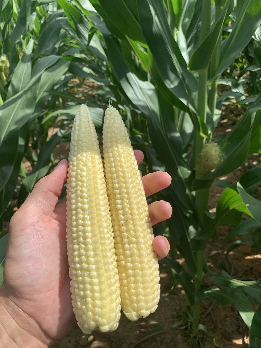 WesSRodgers1's tweet photo. Disease in corn is light for now, but the #diseasetriangle is setting up for higher populations in the near future #DK67-44 #Host #Environment #Pathogen #WestTN #HighYLDPotential https://t.co/WtFdZLKP5t