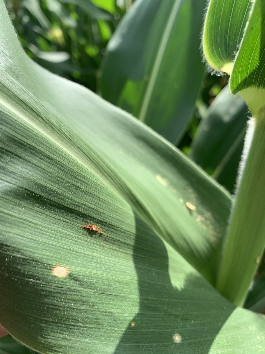 WesSRodgers1's tweet photo. Disease in corn is light for now, but the #diseasetriangle is setting up for higher populations in the near future #DK67-44 #Host #Environment #Pathogen #WestTN #HighYLDPotential https://t.co/WtFdZLKP5t