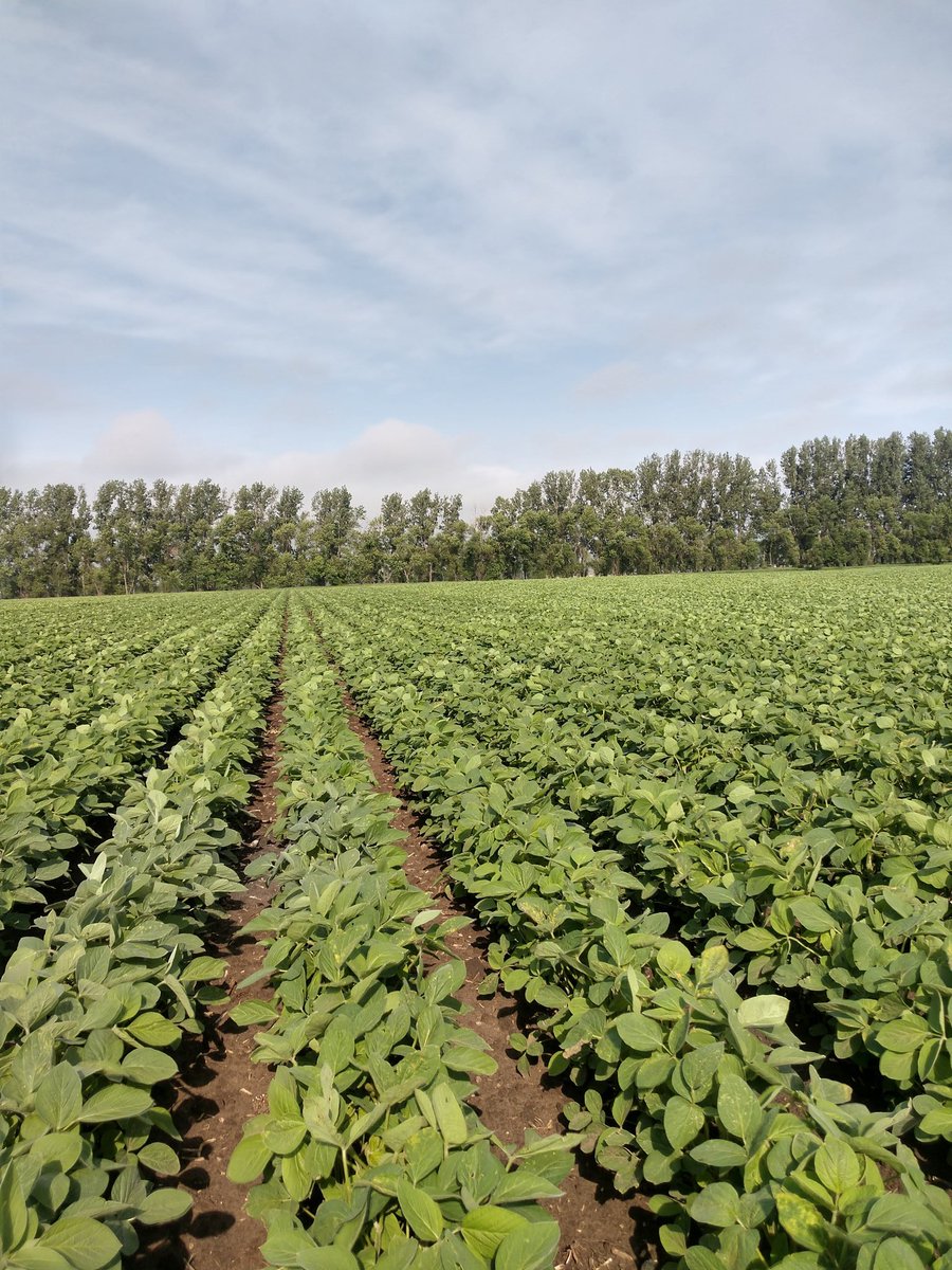 Jacob_Goeden's tweet photo. North Valley City plot looking good!! Corn V9 and early maturity soybeans just reaching R1. Whole bunch of cool things going on in the plot this year in addition to the usual variety trials. Population X N rate trials on corn as well as population and fungicide trials on soybean. https://t.co/OIL0BSETNM