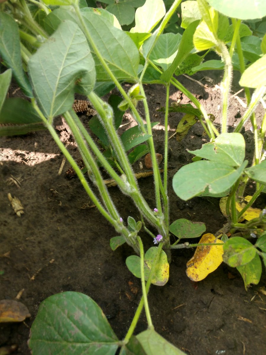 Jacob_Goeden's tweet photo. North Valley City plot looking good!! Corn V9 and early maturity soybeans just reaching R1. Whole bunch of cool things going on in the plot this year in addition to the usual variety trials. Population X N rate trials on corn as well as population and fungicide trials on soybean. https://t.co/OIL0BSETNM