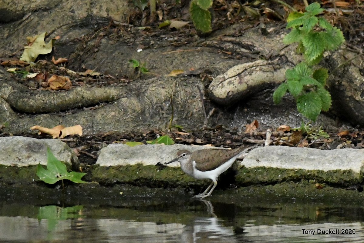 parkbirdslondon's tweet photo. After discussing the fact that there had been no #CommonSandpipers in the park this spring 2 turned up today. I found one at 6.10 am, then when DJ went to see that bird at 9.00am there were 2 showing well on area 7.
#londonbirds #birding #nikonD500 #birdwatching #birdphotography https://t.co/OgYqoQ6cMI