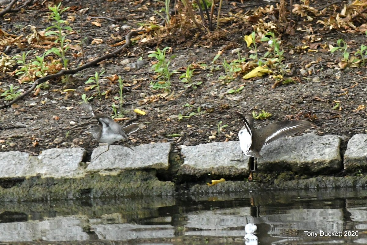 parkbirdslondon's tweet photo. After discussing the fact that there had been no #CommonSandpipers in the park this spring 2 turned up today. I found one at 6.10 am, then when DJ went to see that bird at 9.00am there were 2 showing well on area 7.
#londonbirds #birding #nikonD500 #birdwatching #birdphotography https://t.co/OgYqoQ6cMI