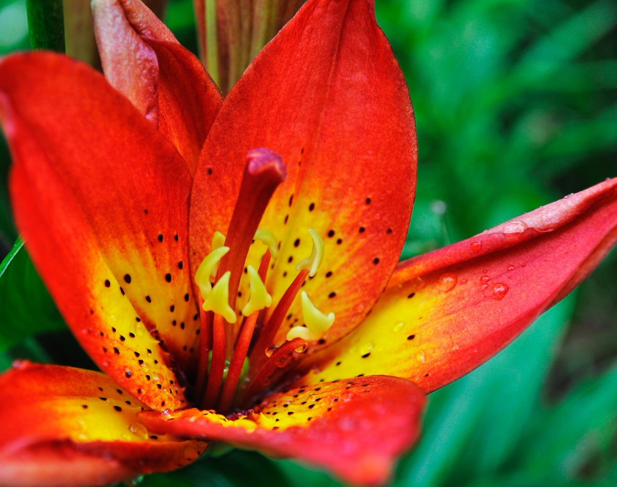 Nature_NH's tweet photo. Vibrant flowers like these grow in New Hampshire in both the wild and home gardens. Planting a garden full of variety can not only show #PrideInNature, but be a great way to #BeSafeBeWellBeLocal. Look for flowers that are helpful in attracting pollinators! (📸: Darrell Bodnar) https://t.co/Um87g6W8pV