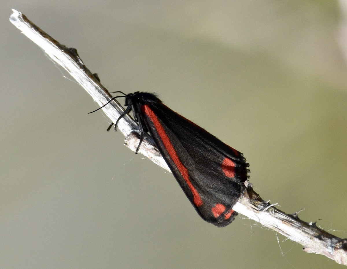 Cinnabar Moth Caterpillars Poisonous