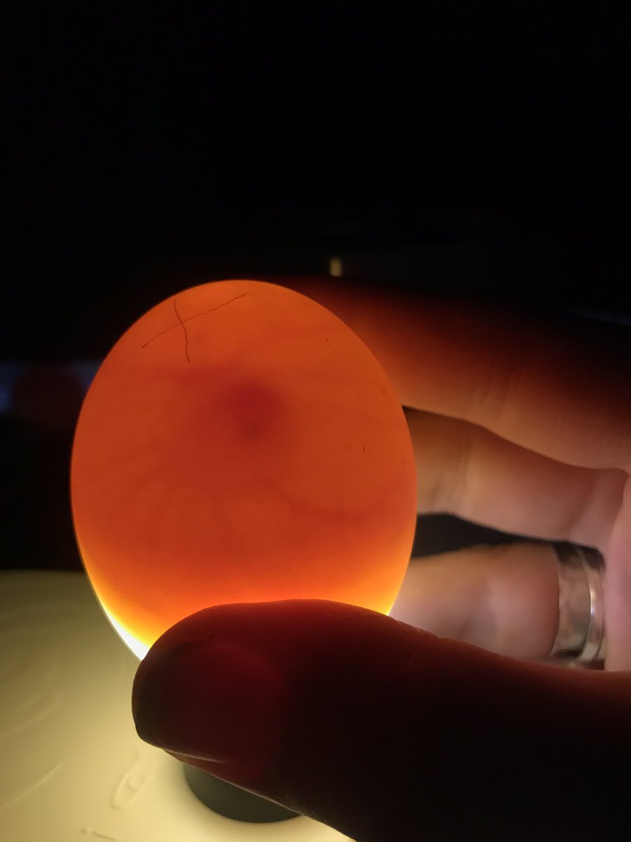 MissNYates's tweet photo. Ducking update 🐣 candled the duck eggs today for the first time (7 days in) and I think we have success in 3 possibly 4 out of 4! 👍👍👍
 #hatching #homeschooljng #ducklings https://t.co/apguzQd84T