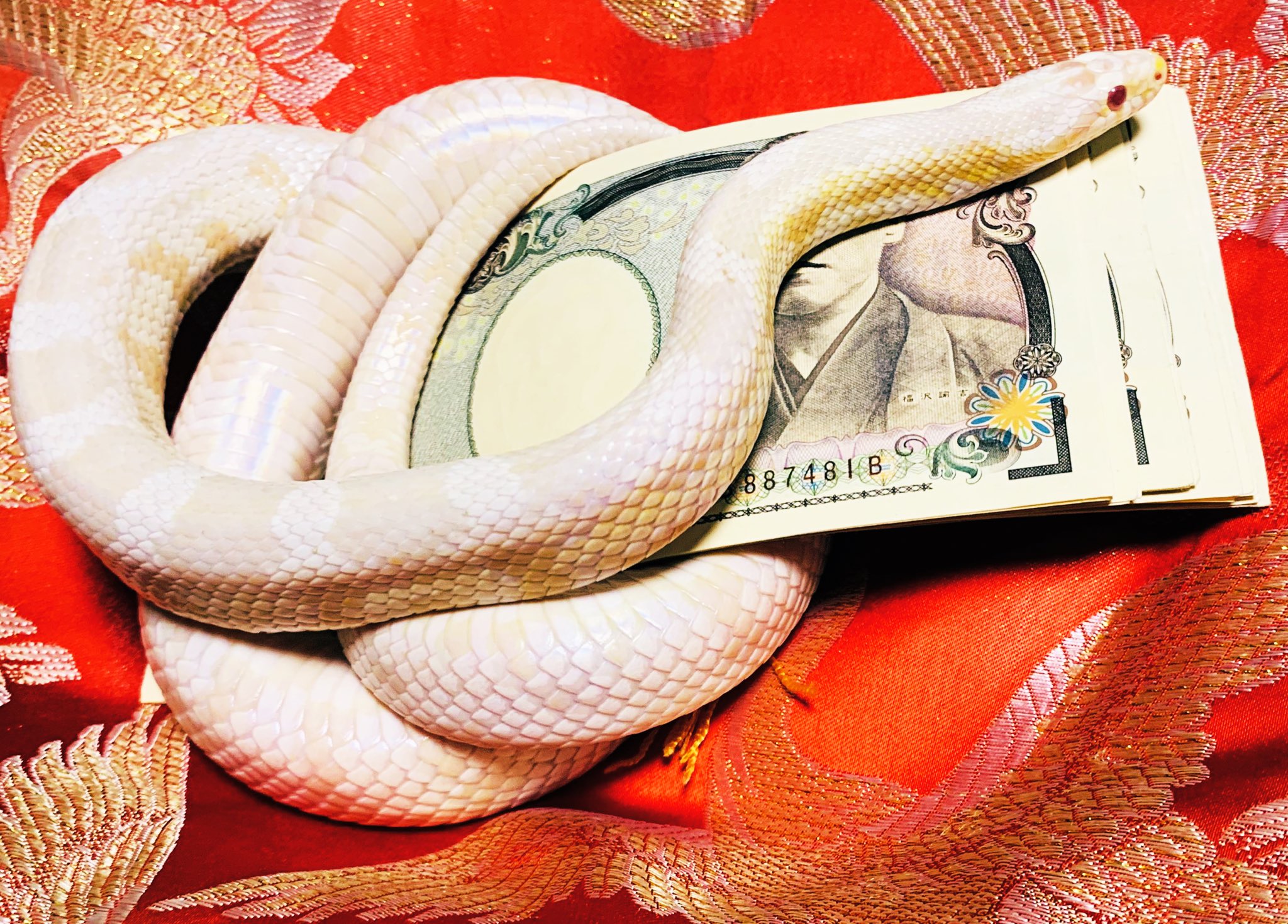 تويتر 前田 على تويتر 白蛇 金運上昇祈願 今日の白蛇様 税金 保険料を明日支払うので 支払って無くなる前に白蛇様に巻いて頂いたら なんだか金運上昇祈願が出来そうな絵面になりました どうか支払ったお金が臨時収入になって戻って来ますように 切実