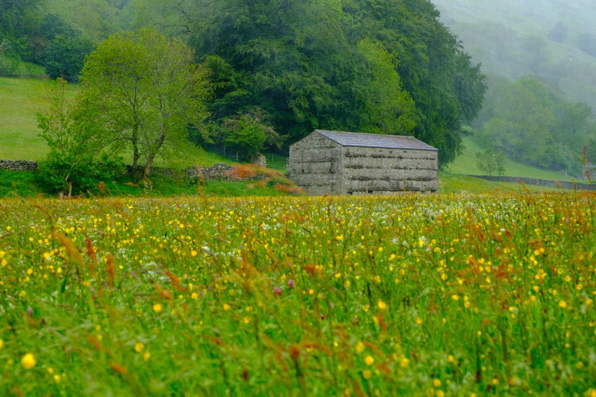 Love_plants's tweet photo. Ahead of #NationalMeadowsDay on Saturday there's a free meadows webinar on Friday exploring meadow & species-rich grassland restoration techniques, #biodiversity, public goods and finance and economics. Join the conversation https://t.co/DR4wEBOOEv #GrowBackBetter #GreenRecovery https://t.co/vnpULRIbM9
