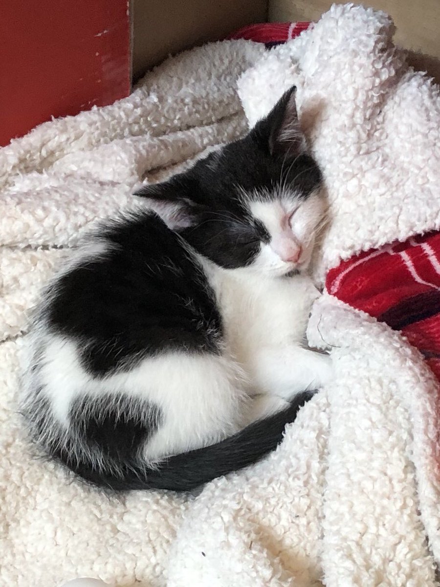 kathjos's tweet photo. He’s a bit sleepy at the mo, but is there room for a littl’un? @ParklanePlowden #PLPpets https://t.co/ziejRYRehd