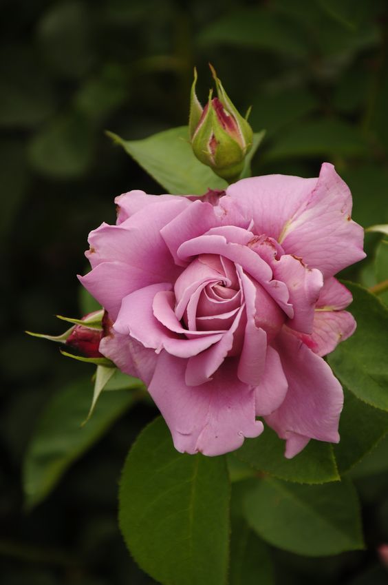 Narine (@narin1988) on Twitter photo 