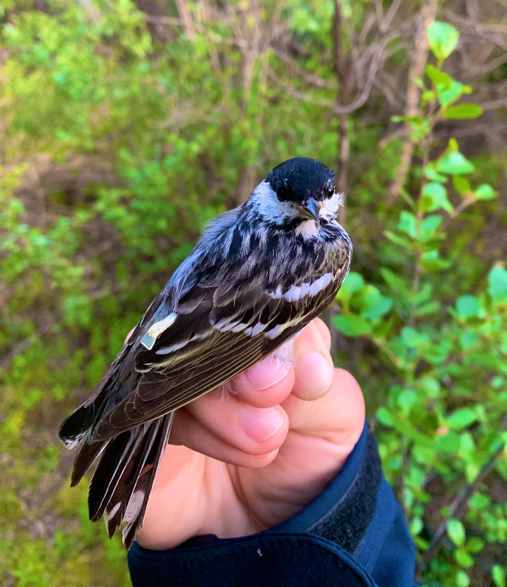 ARobertoCharron's tweet image. First #BlackpollWarbler #geolocator recovered in the #NorthwestTerritories!!! Still boggles my mind that we can retrap these teeny world explorers! Especially these guys that cross the Atlantic! So looking forward to finding out where this little gaffer went! #OperationBlackpoll
