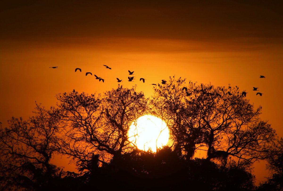 The "treasure trove". . . #sunofnortheast #sunrise  #sunsetphotography  #landscapephotography  #goldenhour #nature  #NaturePhotography #natgeotravel  #natgeoyourshot  #assam