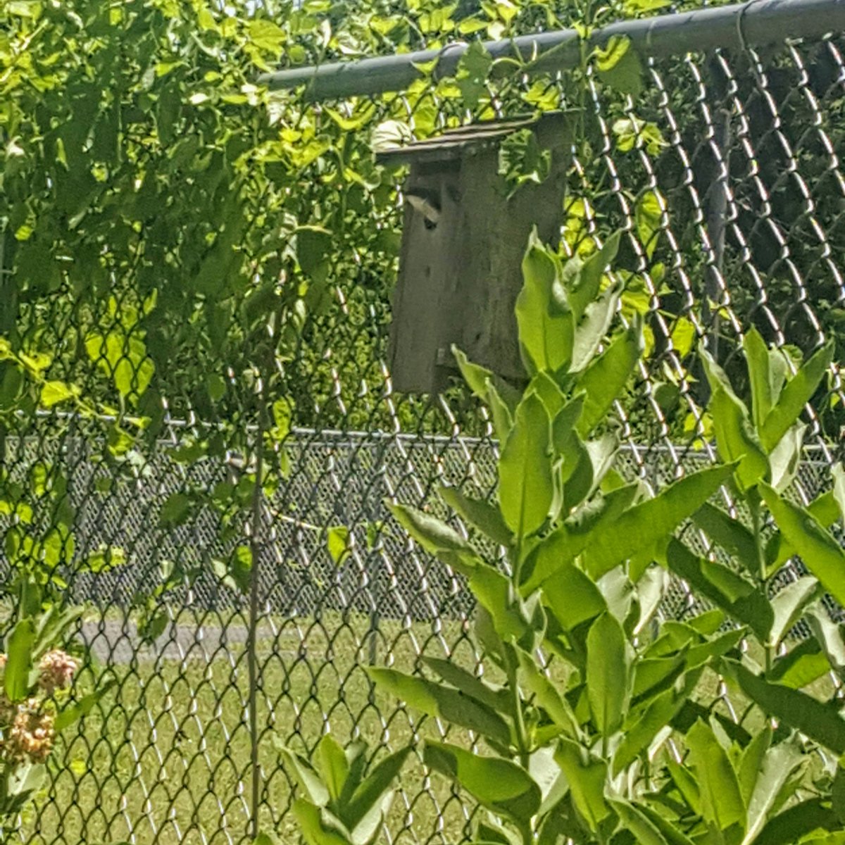 The birds are taking a #sneakpeek at our garden from their little home 😊

#gardensneakpeek #friendsinthegarden #birds