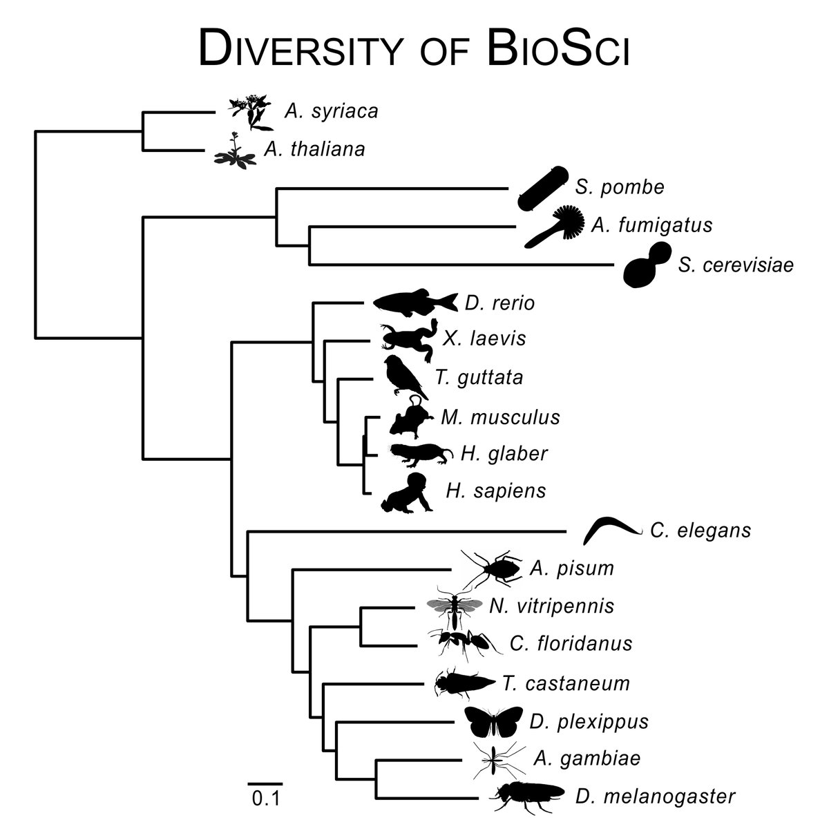 I've also made various logos including the Evolutionary Studies Initiative ( @EvolutionVU) at  @VanderbiltU, a T-shirt for Vandy's dept. of Bio. Sciences, and the logo for ClipKIT, a multiple sequence alignment trimming algorithm  http://bit.ly/3iiLwJ5   http://bit.ly/3dLuzn8 