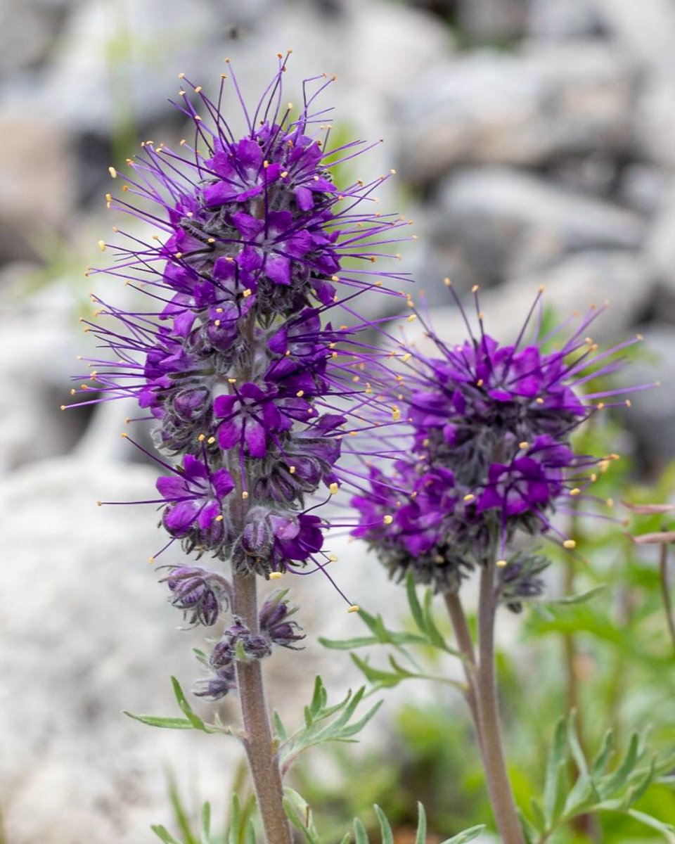 ABMINatureLynx's tweet photo. It's wildflower season in the mountains!
Here is a great photo of a Silky Scorpionweed from NatureLynx user fielderda
#citizenscience #sightingshowcase #albertawildflowers https://t.co/QaZ6b3nFhw
