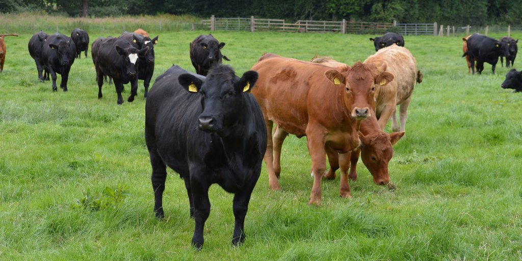 DiscoverCAFRE's tweet photo. Ruth Moore discusses grazing for cattle performance
https://t.co/sOucaqlNIL
#cafre #grazing #cattleperformance #grasssurpluses #cattle #farmingni #farming #agriculture #agri #qualitygrass https://t.co/hO5UDAfKHA
