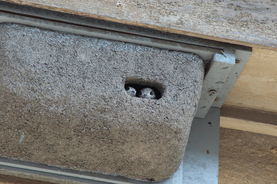 #DYK Swifts have declined by 57% in the last 20 years! This is mainly due to being excluded from nest sites, when older properties are renovated. Good news - you can help! Put up special swift boxes; almost any two or more storey house is suitable. #SwiftAwarenessWeek