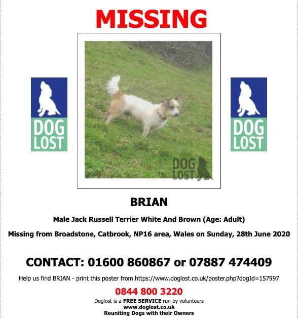 rosiedoc666's tweet photo. RTS URGENTLY NEEDED FOR BRIAN
•missing from #Broadstone, #Catbrook #NP16 #Wales Sunday, 28/6/20
Male, White&Brown #JRT small with a shaggy coat
If you have any info plS get in touch with Brian's owners on 01600 860867 or 07887 474409
Sharing is caring! Thank you https://t.co/T4jBj55FsU